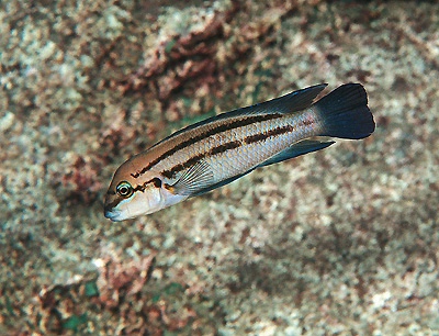 Chalinochromis sp. 'bifrenatus' Kekese